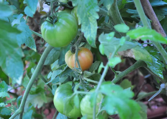 Bed & Breakfast D'hotes Belle Vallee